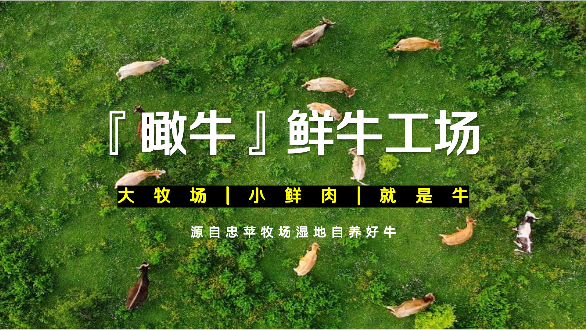 忠苹牧场 “瞰牛” 牛肉品牌策划